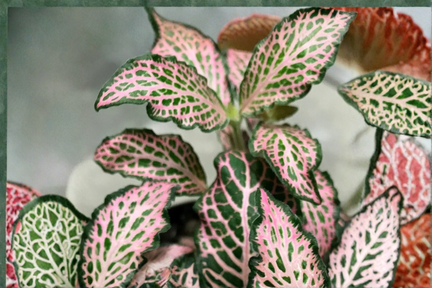 Pink Fittonia Nerve Plant Live Houseplant Fittonia Albivenis Indoor Tropical Foliage Plant Rooted Plant