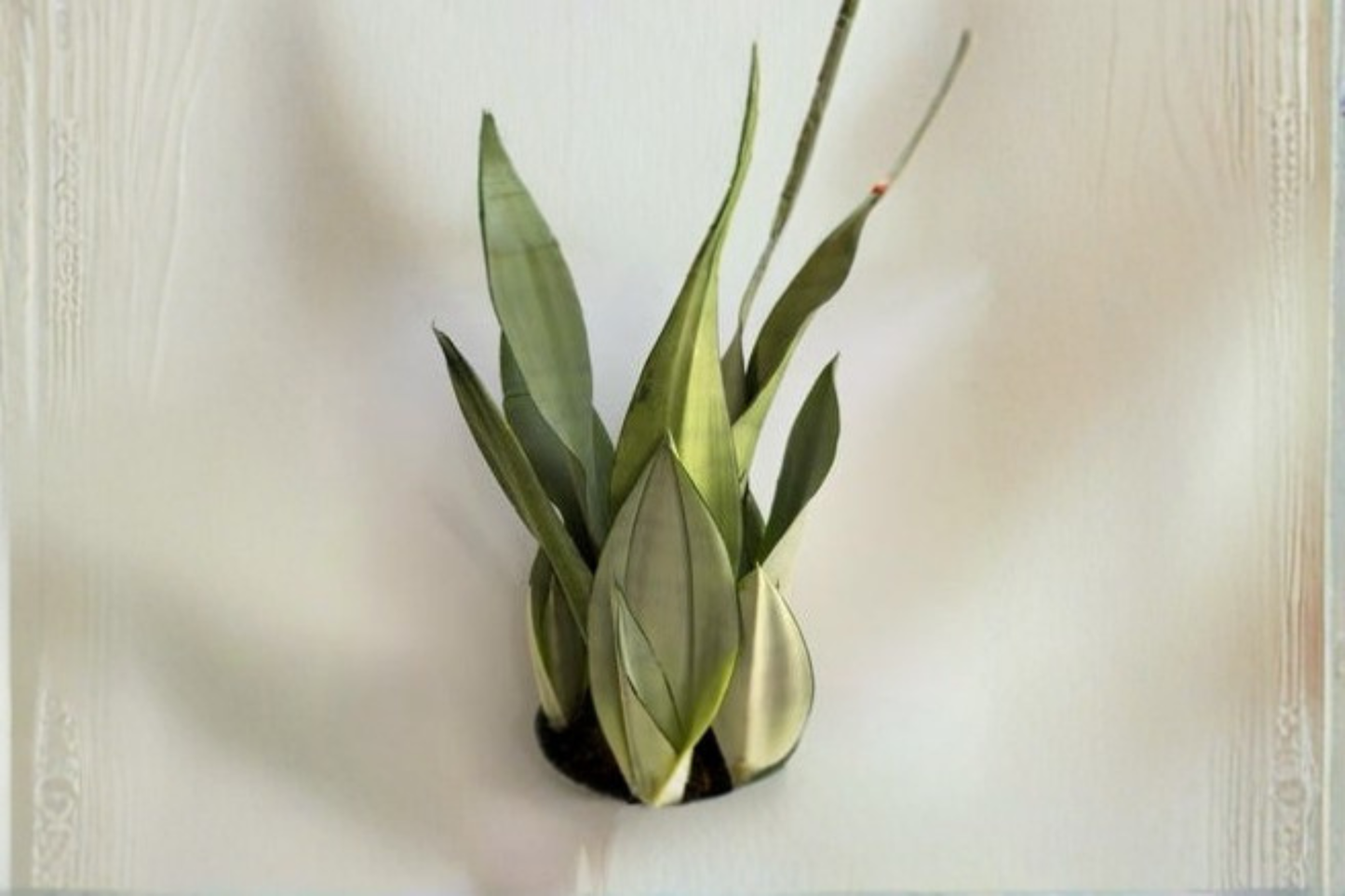 Sansevieria Moonshine Snake Plant Live 4 Inch Pot Easy Care Indoor Houseplant Rooted Starter