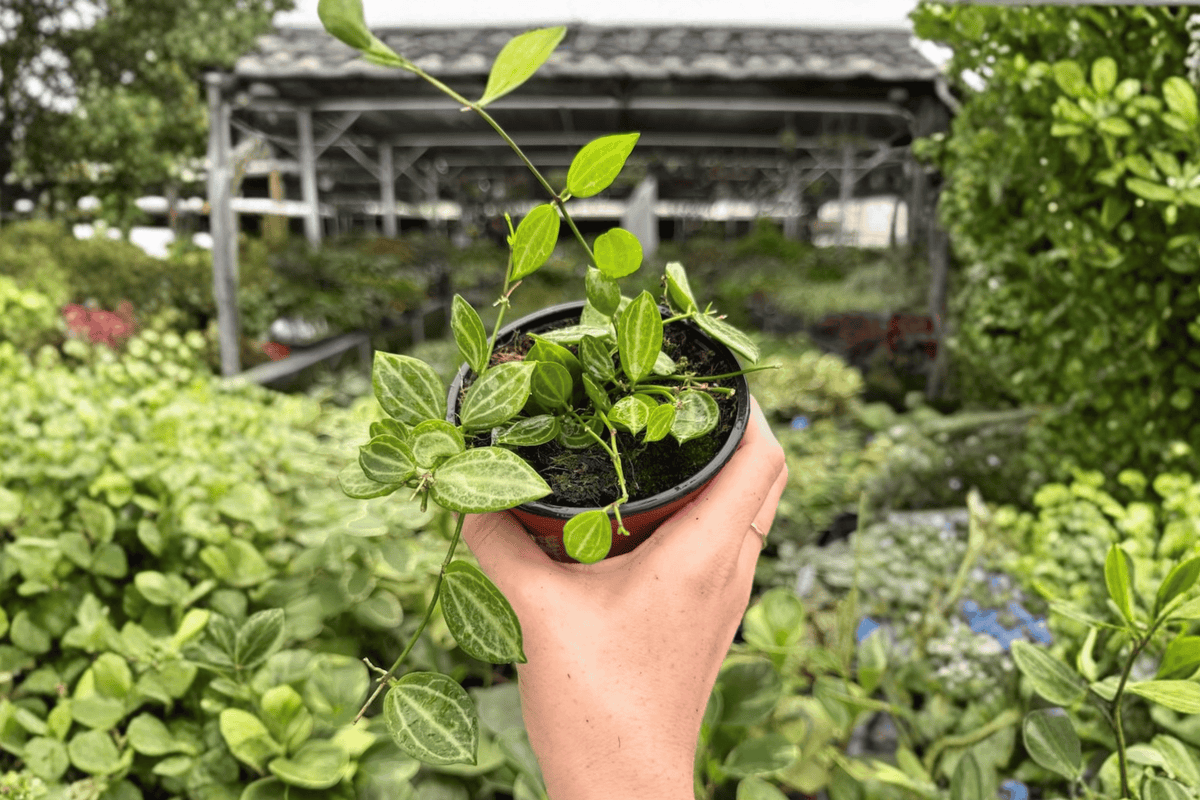 Dischidia Melon 2 Exact Live Plants – Specific 4” Size Bare Root