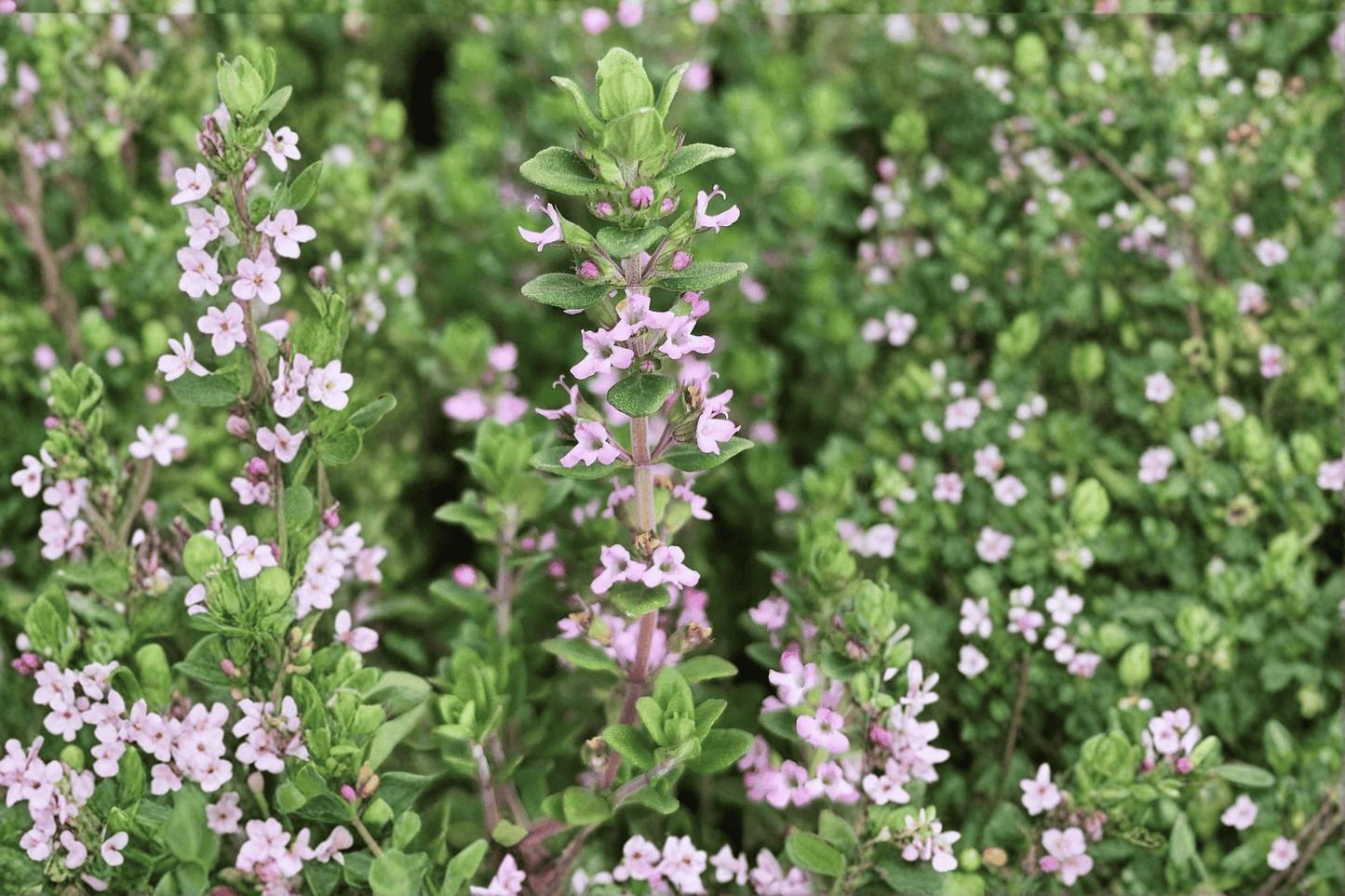 Dot Wells French Culinary Thyme 1 Live Plant – 4-Inch Pot – Thymus vulgaris ‘Dot Wells’