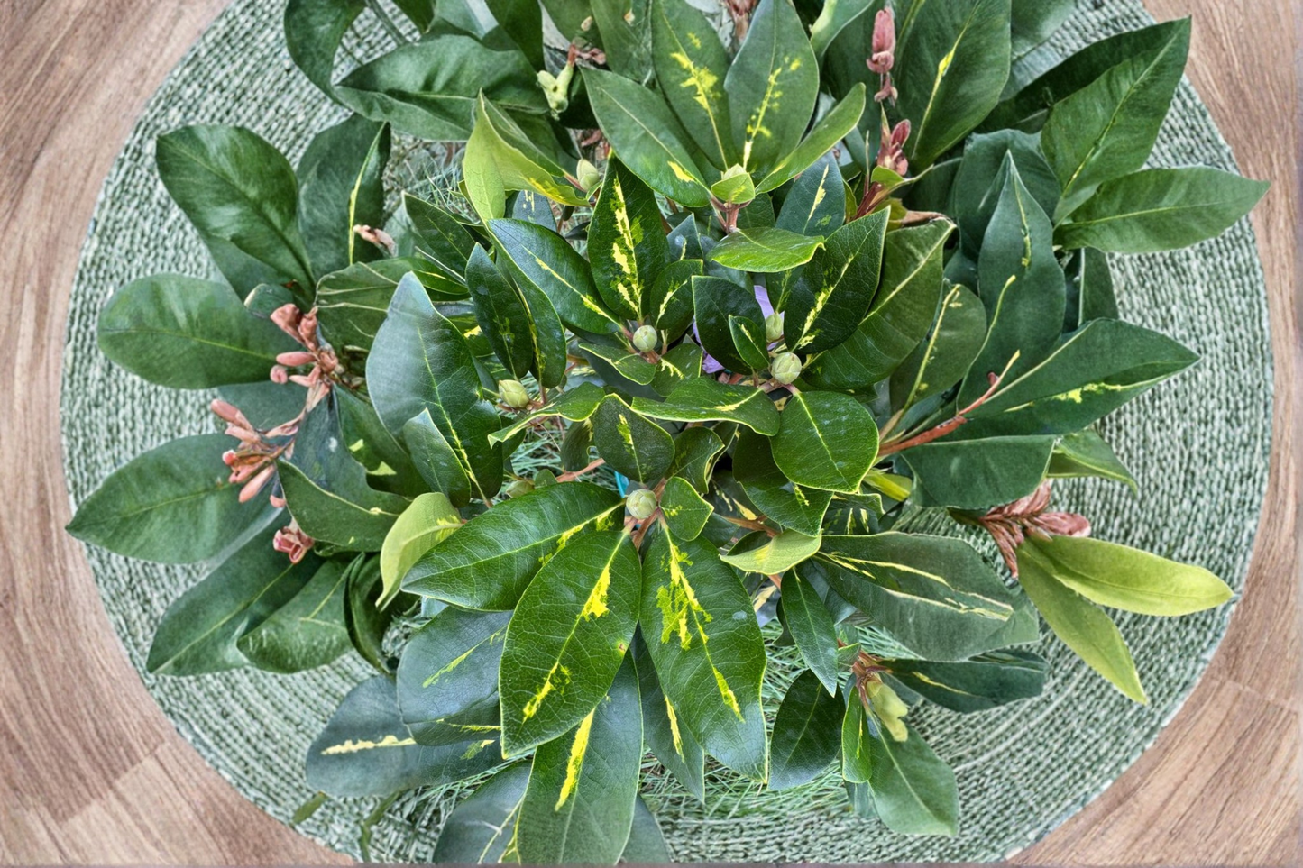 Goldflimmer Variegated Rhododendron Live Plant 2 Gallon Pot – Evergreen Shrub Yellow Green Foliage Pink Blooms Shade Garden