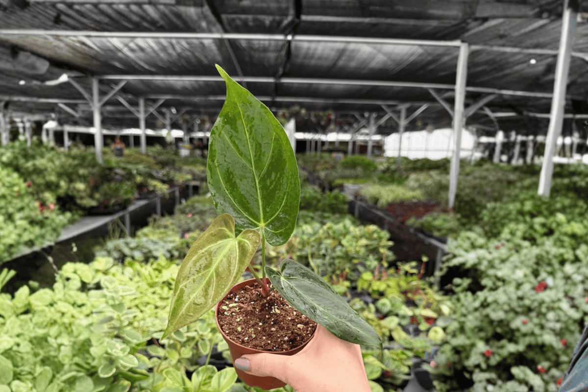 Anthurium Xone × Goliath – 2 Exact Live Hybrid Plants, 4-Inch Size – Anthurium Hybrid