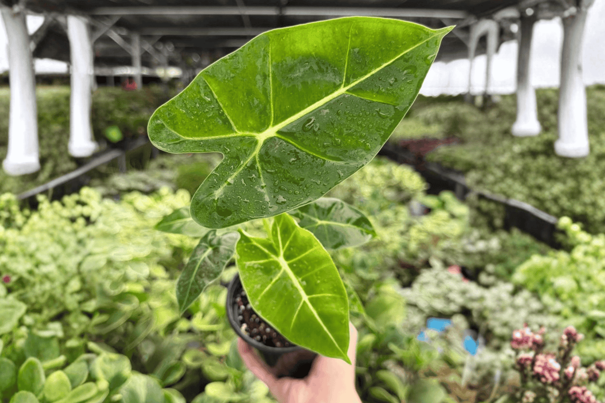 Alocasia Frydek 2 Exact Live Plants – Alocasia micholitziana ‘Frydek’ Specific 4” Size Bare Root