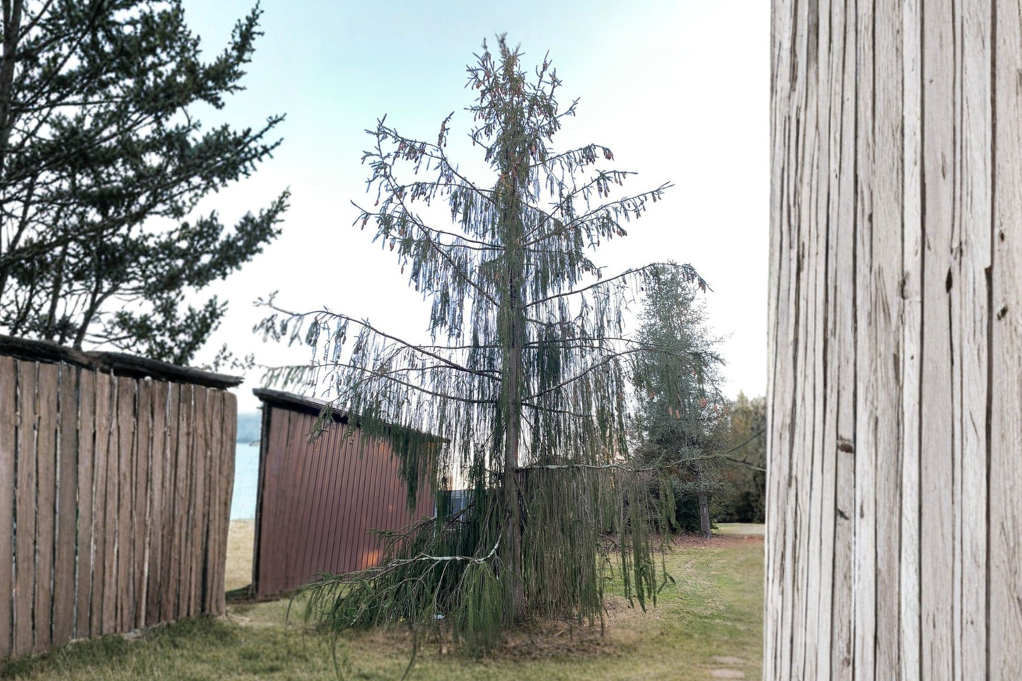 Norway Spruce ‘Virgata’ Live Plant 18” Tall – Picea abies Unique Evergreen Conifer in 1 Gallon Pot
