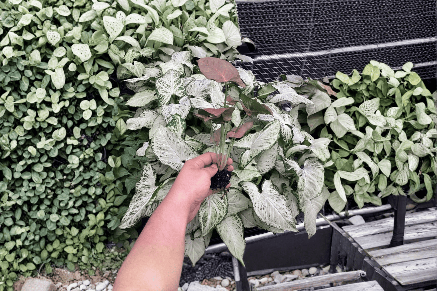2 Syngonium 'Singo Lava' Starter Plants Bare Root – Syngonium podophyllum