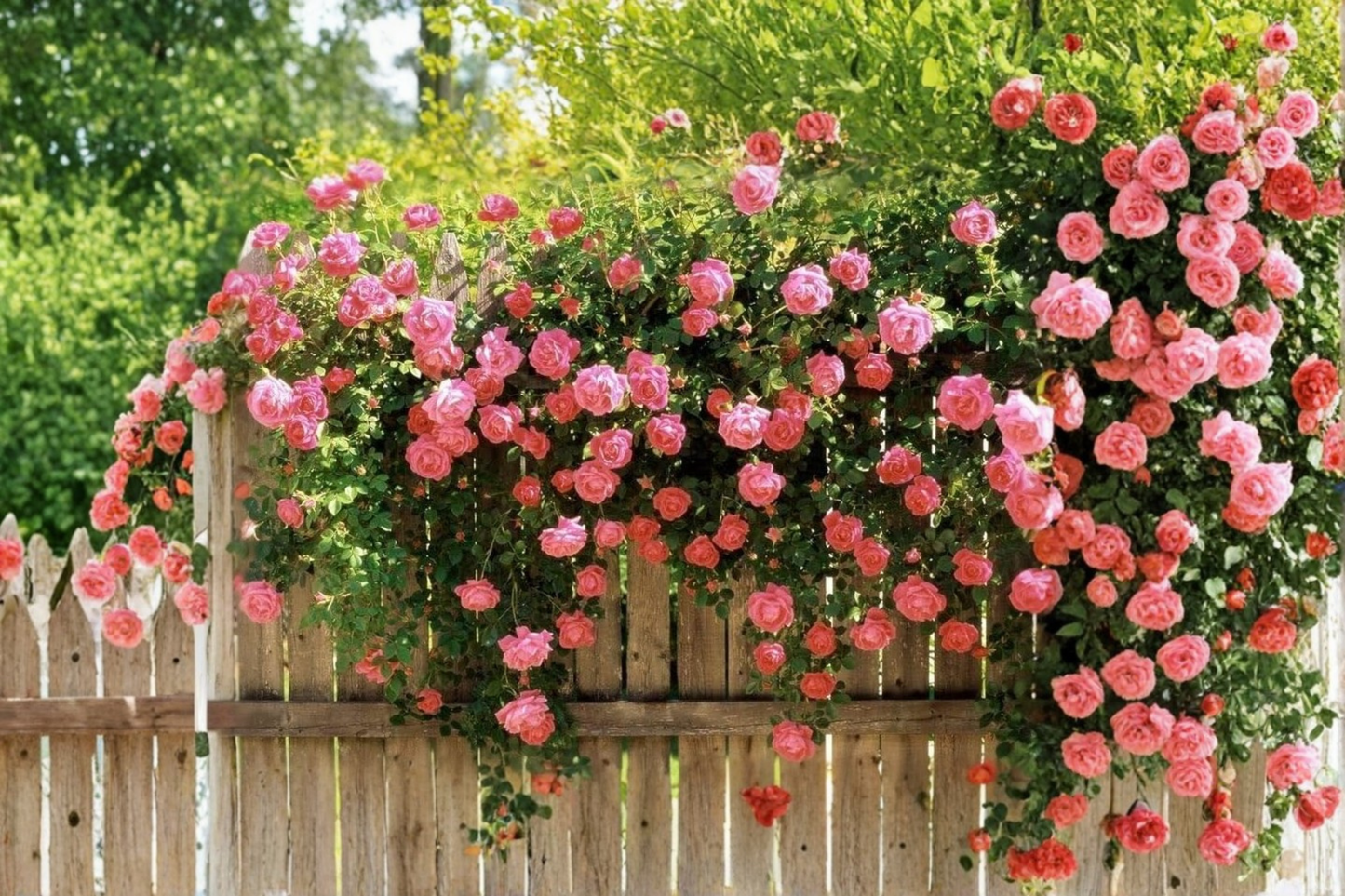 Dark Pink Climbing Rose Seeds Flower Vine 20 Seeds for Outdoor Garden Trellis and Fence Growing