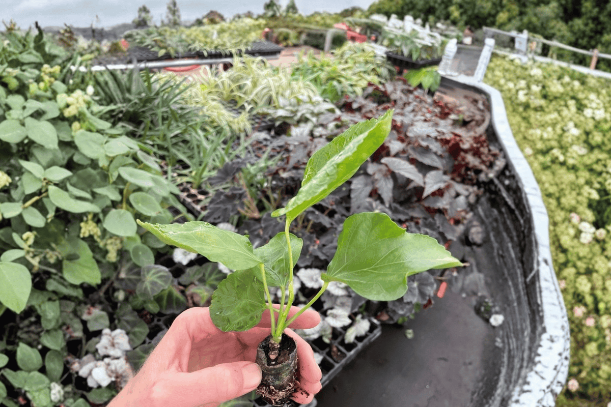 2 Pink Chiffon Hibiscus Starter Plants – Hibiscus rosa-sinensis