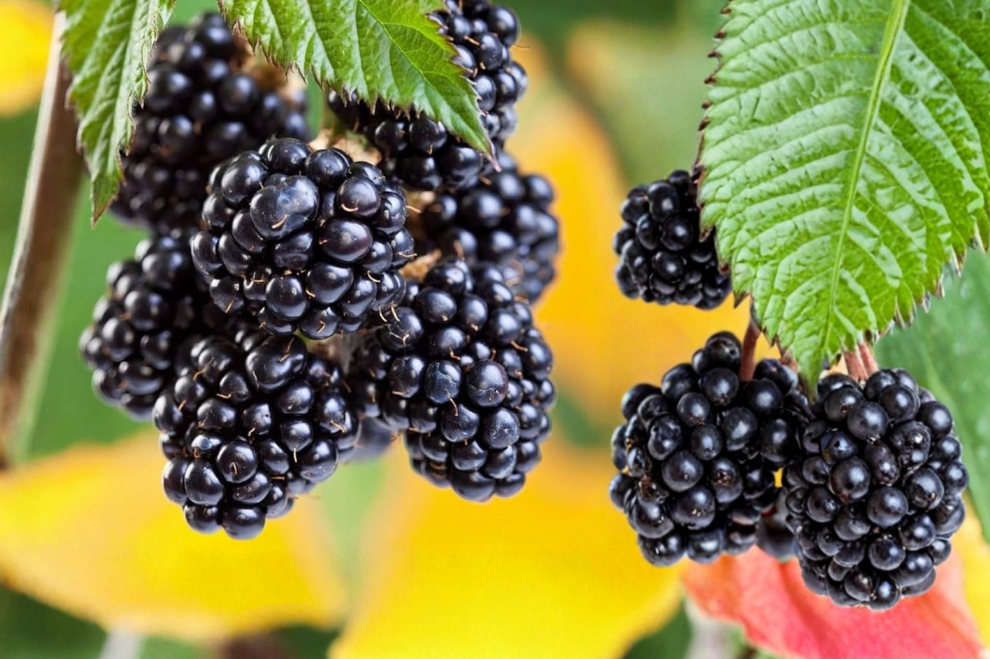 Apache Thornless Blackberry Plant 1 Gallon Live Bush – Sweet Blackberries Rubus Fruit Plant Garden Berry Bush 6in to 3ft