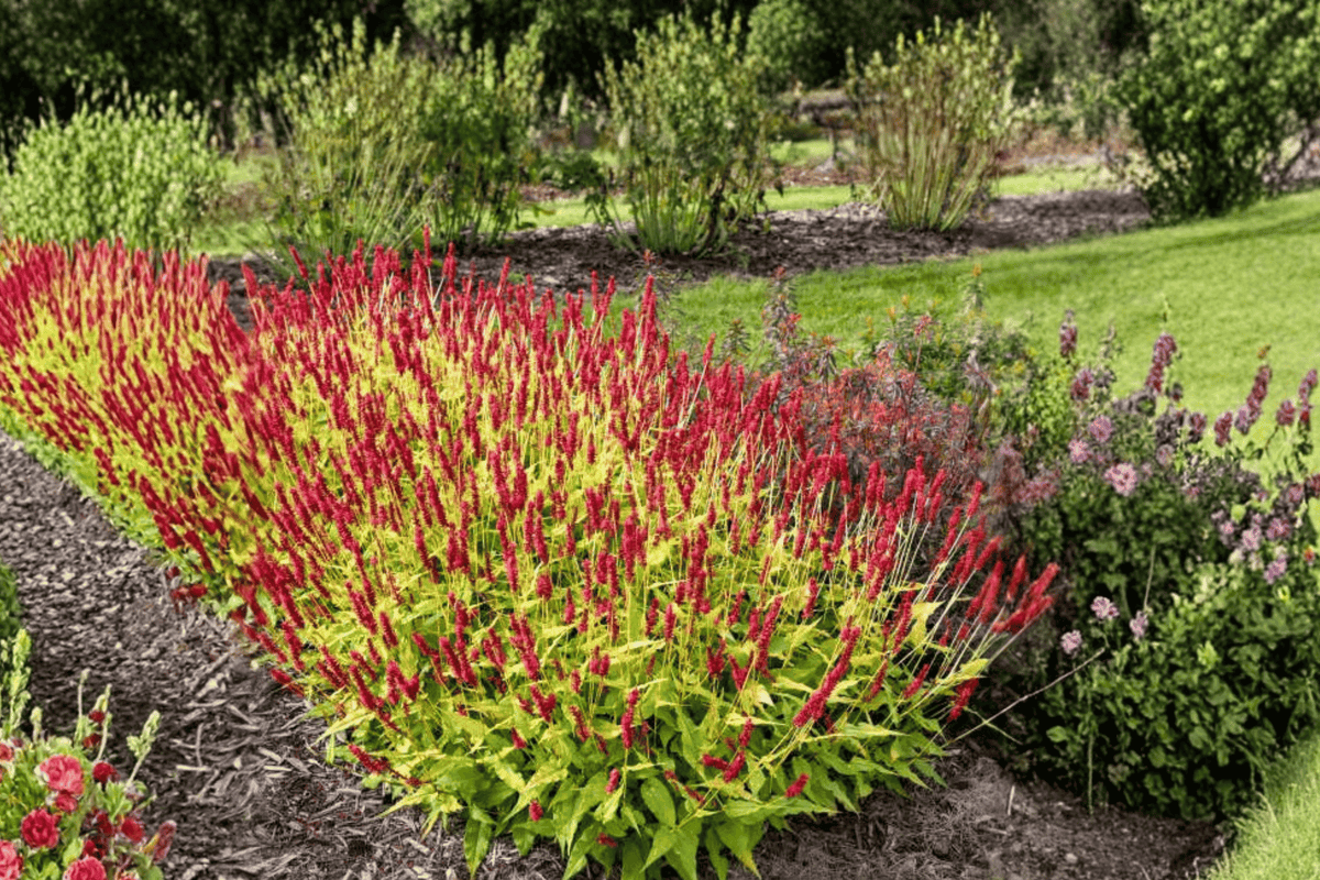 Glowing Reviews Mountain Fleece 1 Live Plant – Persicaria amplexicaulis ‘Glowing Reviews’ – 1 Gallon Pot
