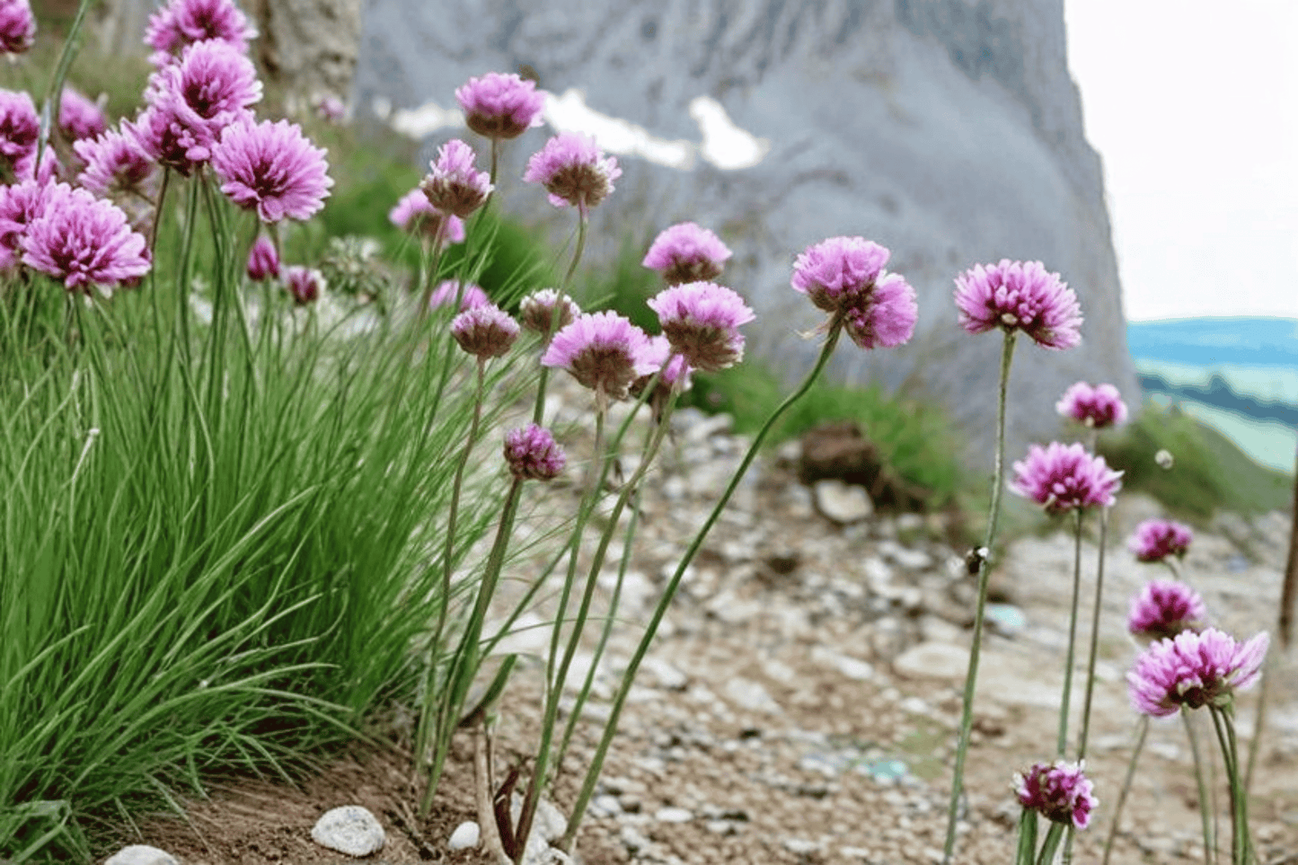 Thrift Sea Pink 1 Live Plant – 4-Inch Pot – Armeria alliacea