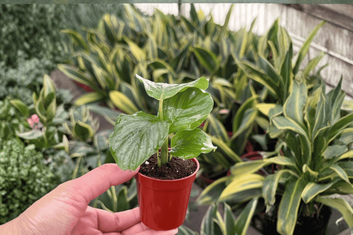 2 Calathea Orbifolia Starter Plants – 2” Pot Size – Goeppertia orbifolia