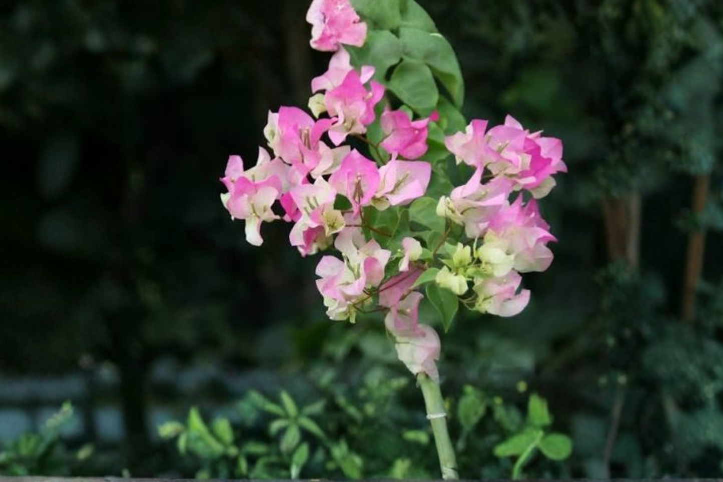 2 Imperial Thai Delight Bougainvillea Live Starter Plants 4–6" Tall – No Pot