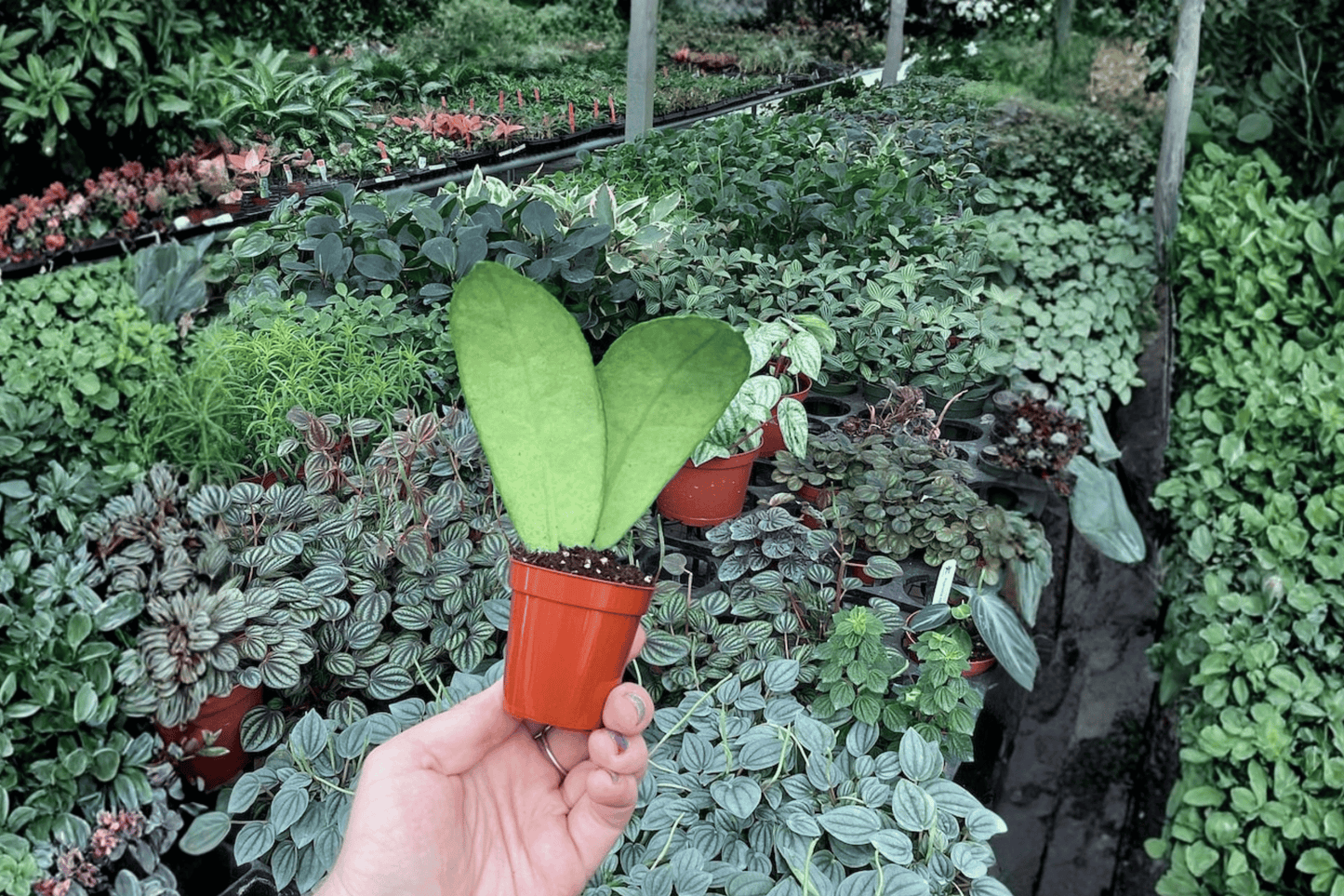 Hoya callistophylla 2 Live Starter Plants – 2-Inch Pot Size – Hoya callistophylla