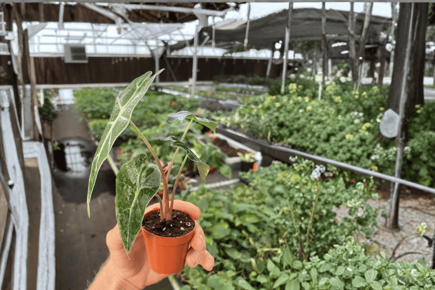 Alocasia Dwarf Amazonica 2 Live Starter Plants – 2-Inch Pots – Alocasia × amazonica