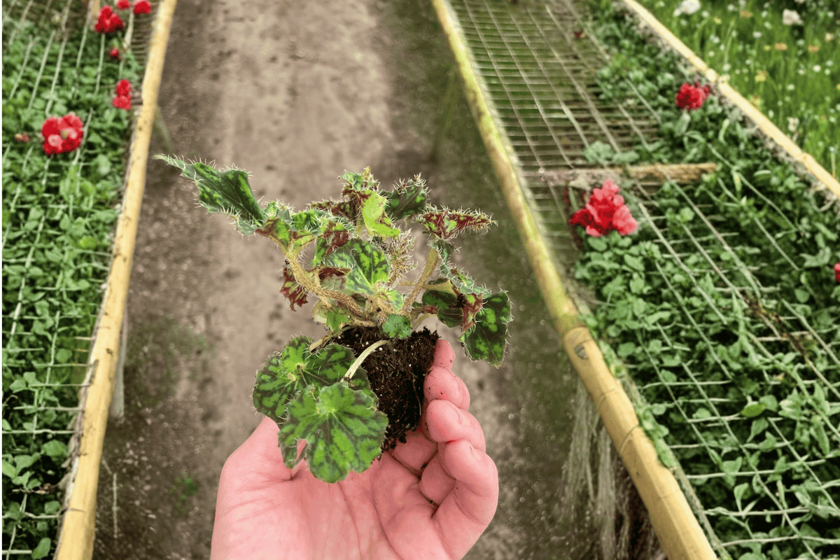 Begonia Unique 2 Live Starter Plants – Soil Pods – Begonia ‘Unique’