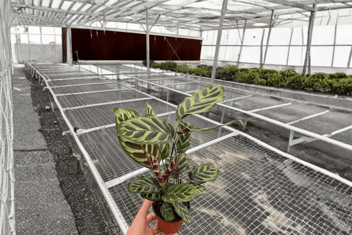 Calathea Makoyana 2 Live Plants – Goeppertia makoyana 4” Size Bare Root