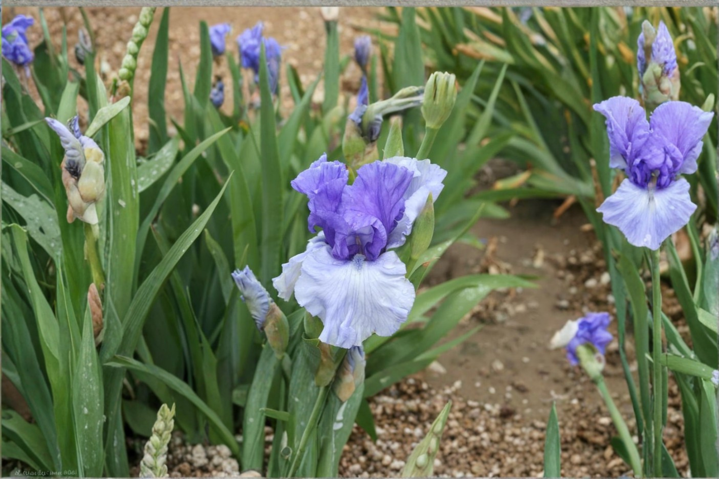 Bearded Iris ‘Crowned Heads’ Rhizome 3 Pack – #1 Grade Iris Bulbs for Spring Garden Flower Planting