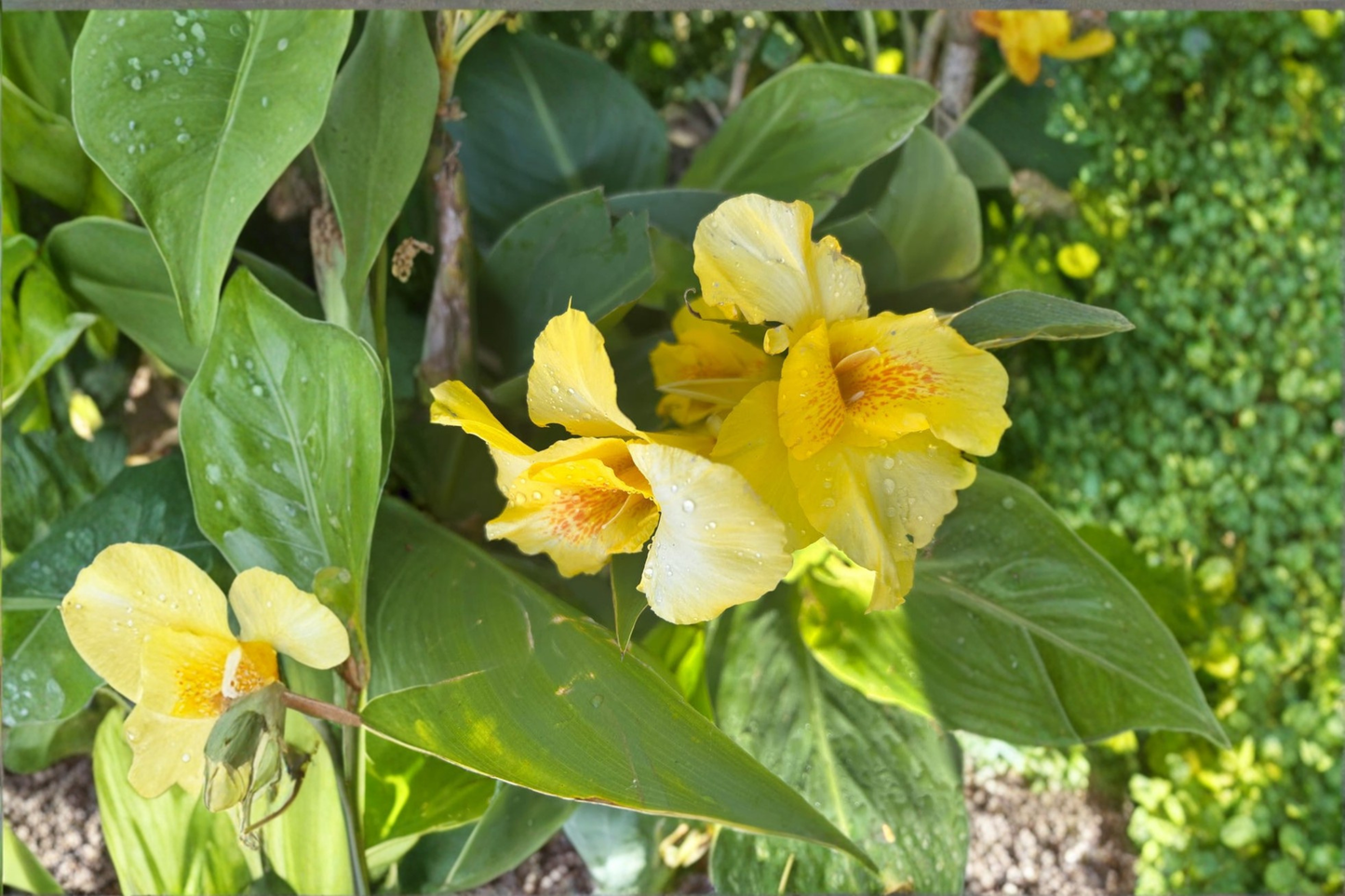 Richard Wallace Canna Lily Bare Roots 3 Pack Yellow Canna Lilies Tropical Flower Bulbs Perennial Garden Plants