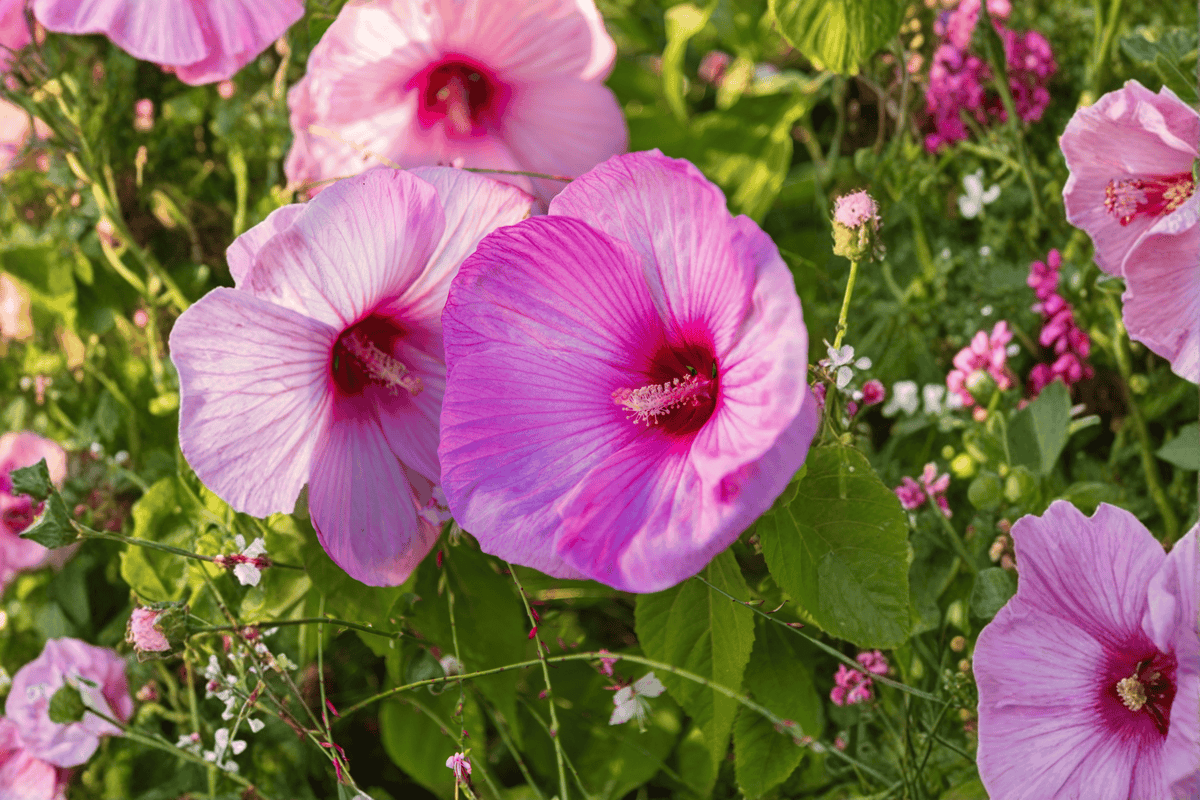 Airbrush Effect Hibiscus 1 Live Plant, 2 Gallon – Hibiscus ‘Airbrush Effect’