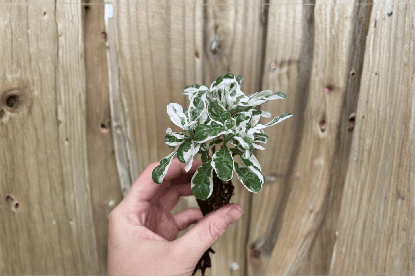 2 Alternanthera 'Snow Queen' Starter Plants – Bare Root – Alternanthera 'Snow Queen'