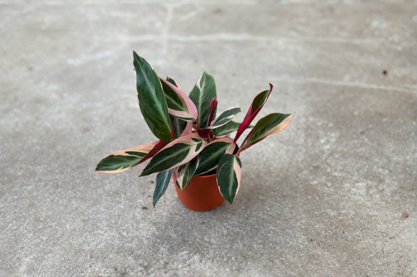 Stromanthe Triostar Live Plant Variegated Tropical Houseplant Indoor Rooted Starter