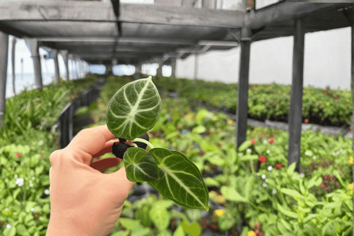 Alocasia Ninja 2 Exact Starter Plants – Alocasia reginula ‘Ninja’