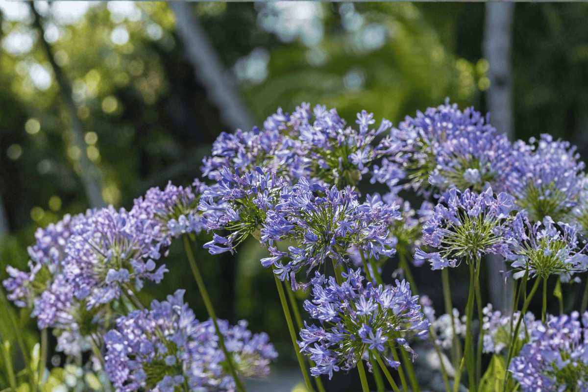 Blue African Lily – 1 Live Flowering Plant, 1-Gallon Size – Agapanthus africanus
