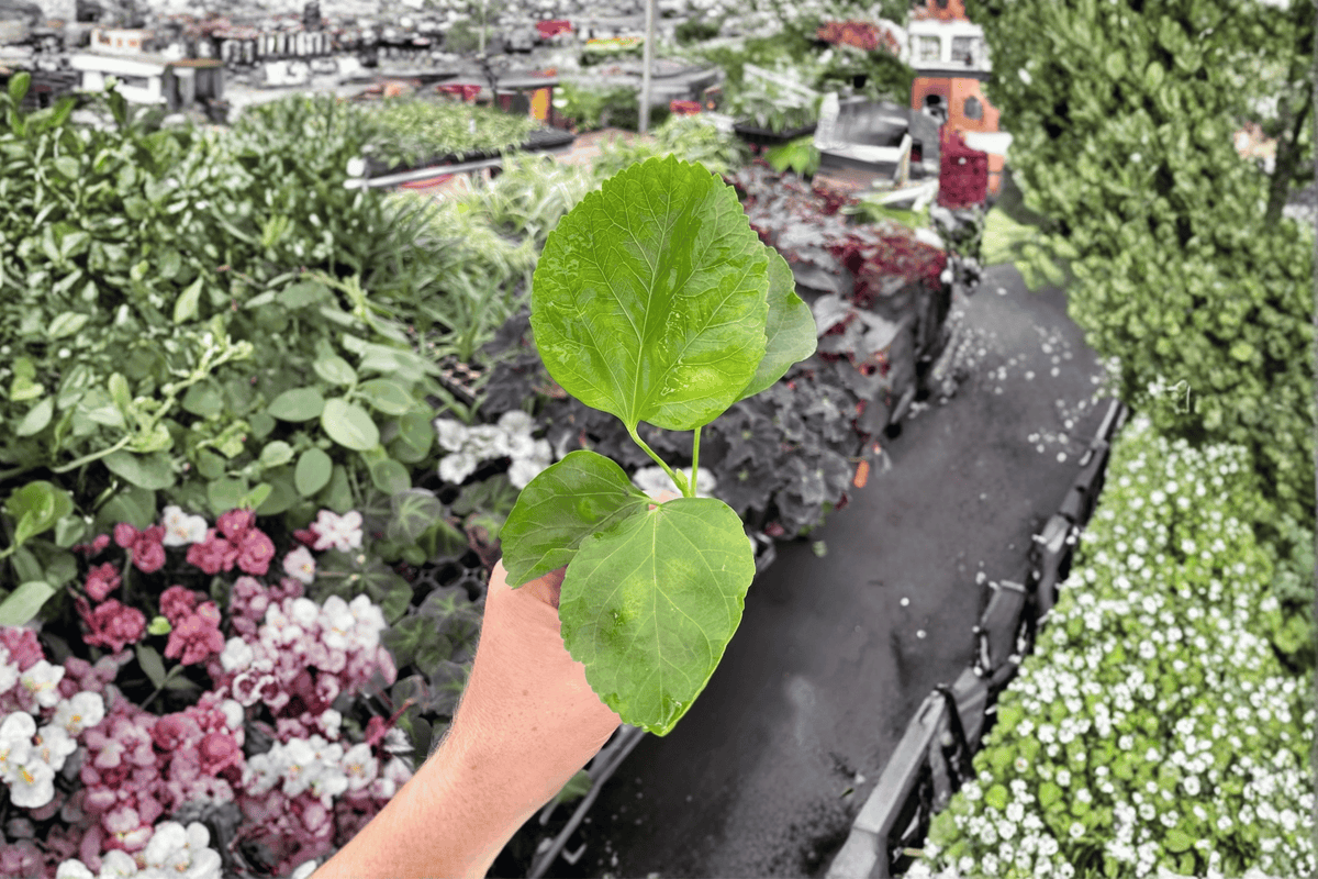 2 Pink Chiffon Hibiscus Starter Plants – Bare Root Live Hibiscus