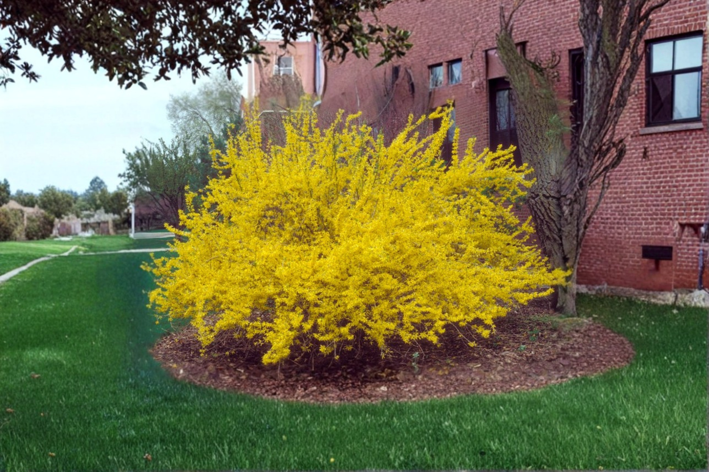 Lynwood Gold Forsythia Live Plant 1 Gallon Pot – Forsythia x intermedia Yellow Spring Bloom Shrub Garden Landscape Plant