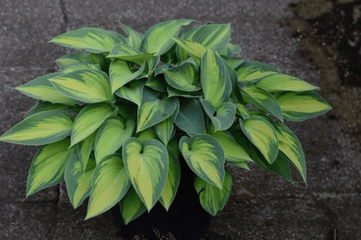 June Plantain Lily 1 Live Hosta Perennial, 1 Gallon Pot – Hosta ‘June’