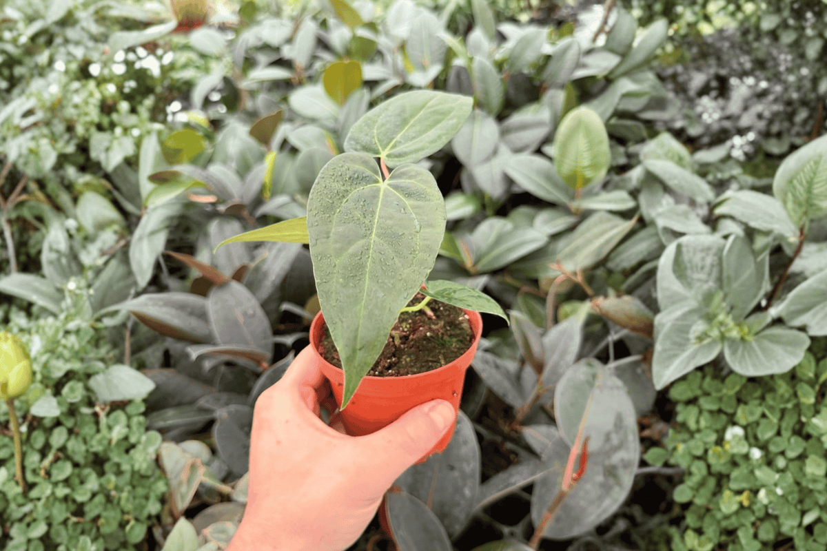 Anthurium Xone × Papi Red Sinus 2 Exact Live Plants – Anthurium Hybrid 4” Size Bare Root