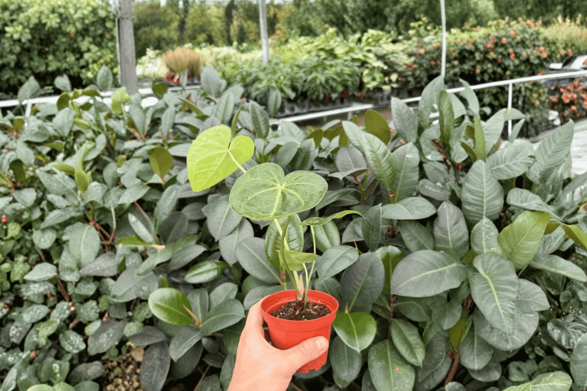 Anthurium Clarinervium x Macrolobium 2 Exact Live Plants – 4-Inch Pots