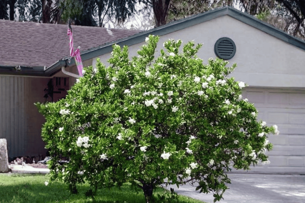August Beauty Gardenia – 1 Live Evergreen Flowering Shrub – Gardenia jasminoides ‘August Beauty’
