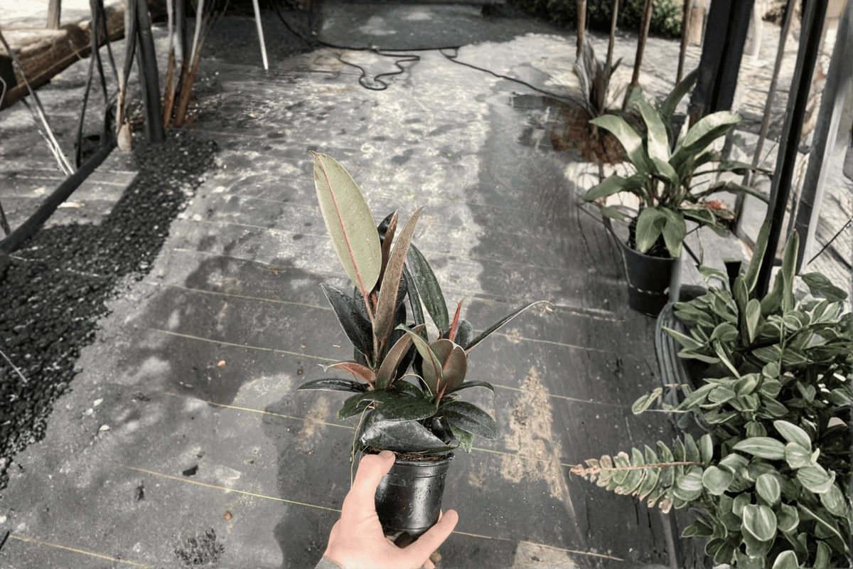 Burgundy Rubber Plant 2 Live Plants – 4-Inch Pots – Ficus elastica 'Burgundy'