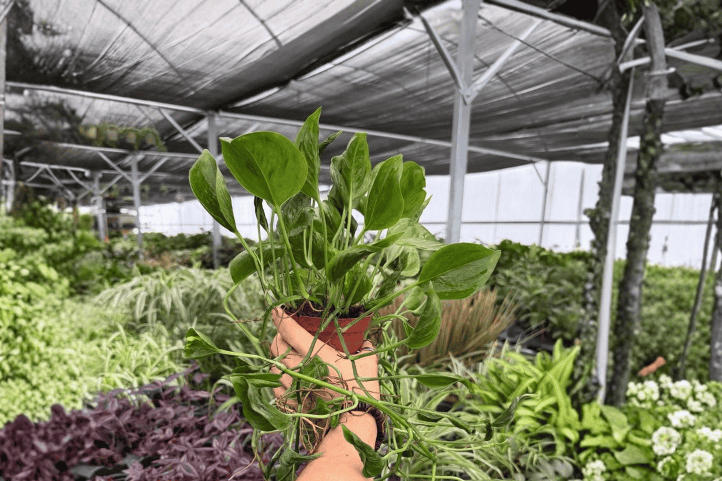 Epipremnum Shangri La 2 Exact Live Plants – 4-Inch Pots – Epipremnum aureum ‘Shangri La’