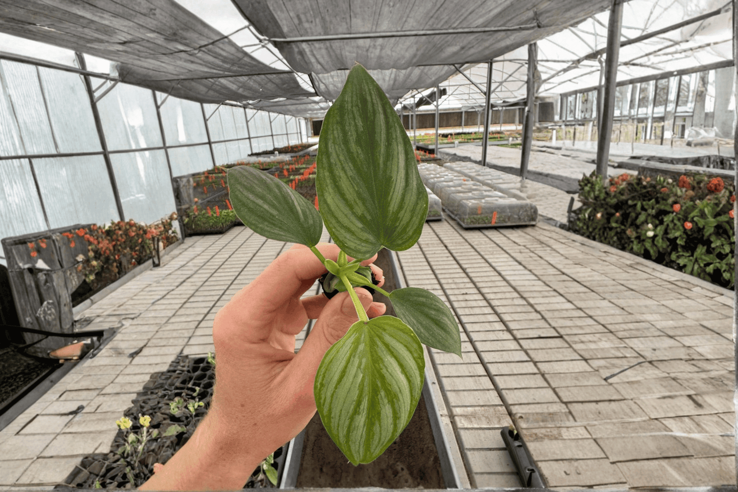 Philodendron Pastazanum Silver Cloud 2 Live Starter Plants – 2-Inch Starter Size