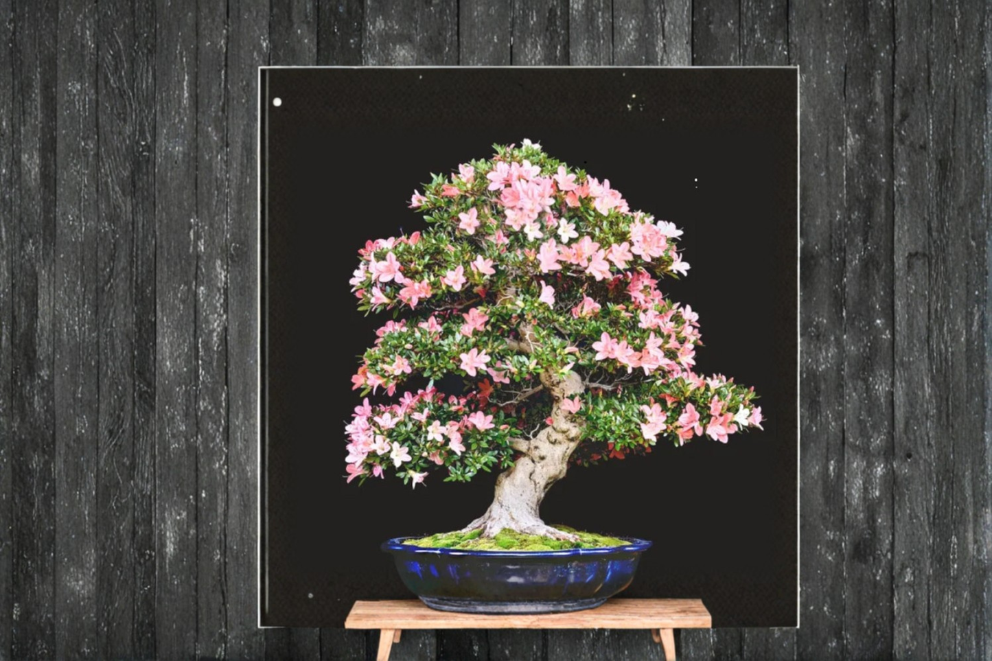 Japanese Cherry Blossom Sakura Seeds Bonsai Flowering Tree Indoor Outdoor Garden 6 Seeds