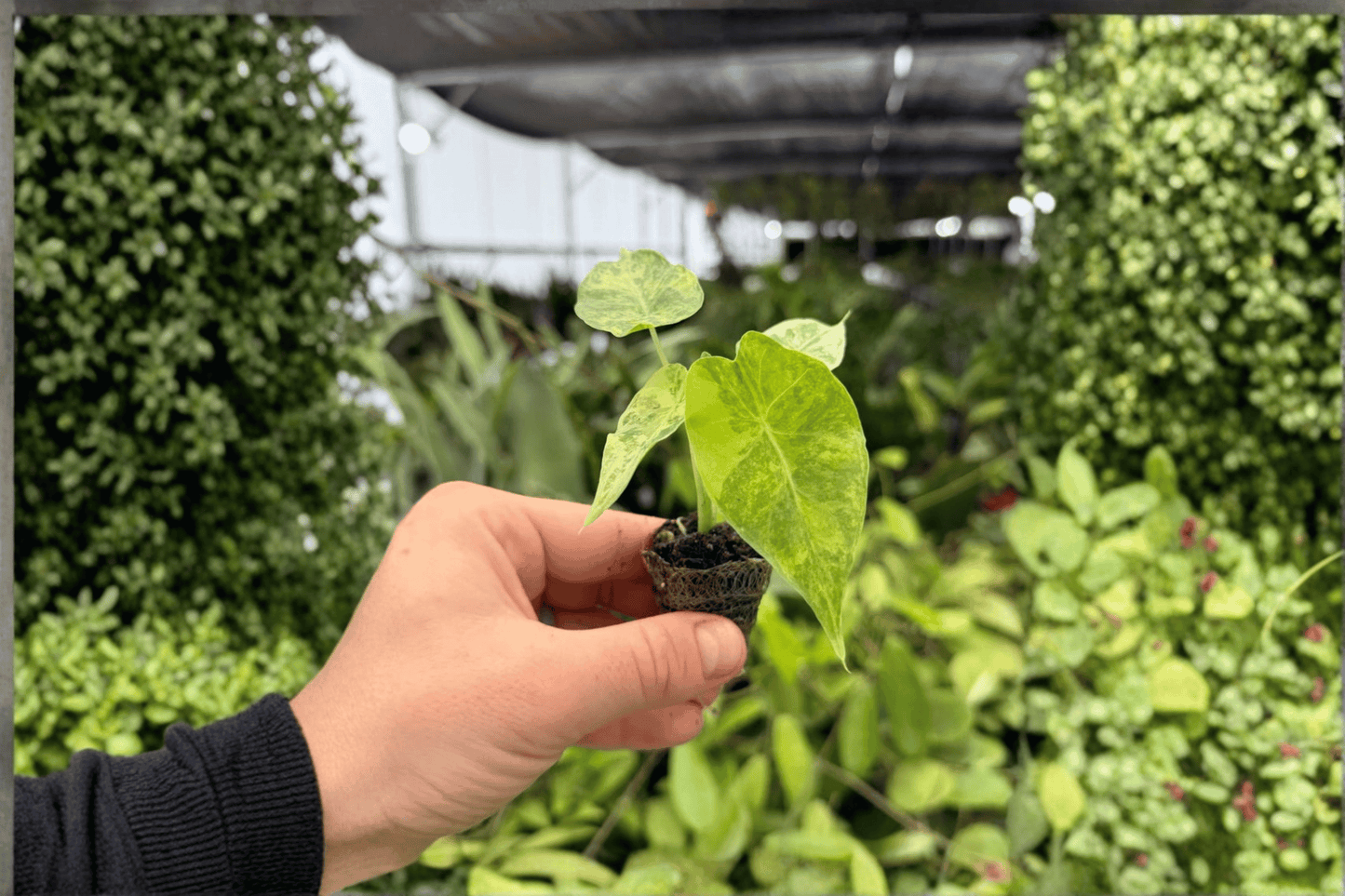 2 Exact Alocasia gageana Aurea Variegated Starter Plants – Yellow Variegated Bare Root