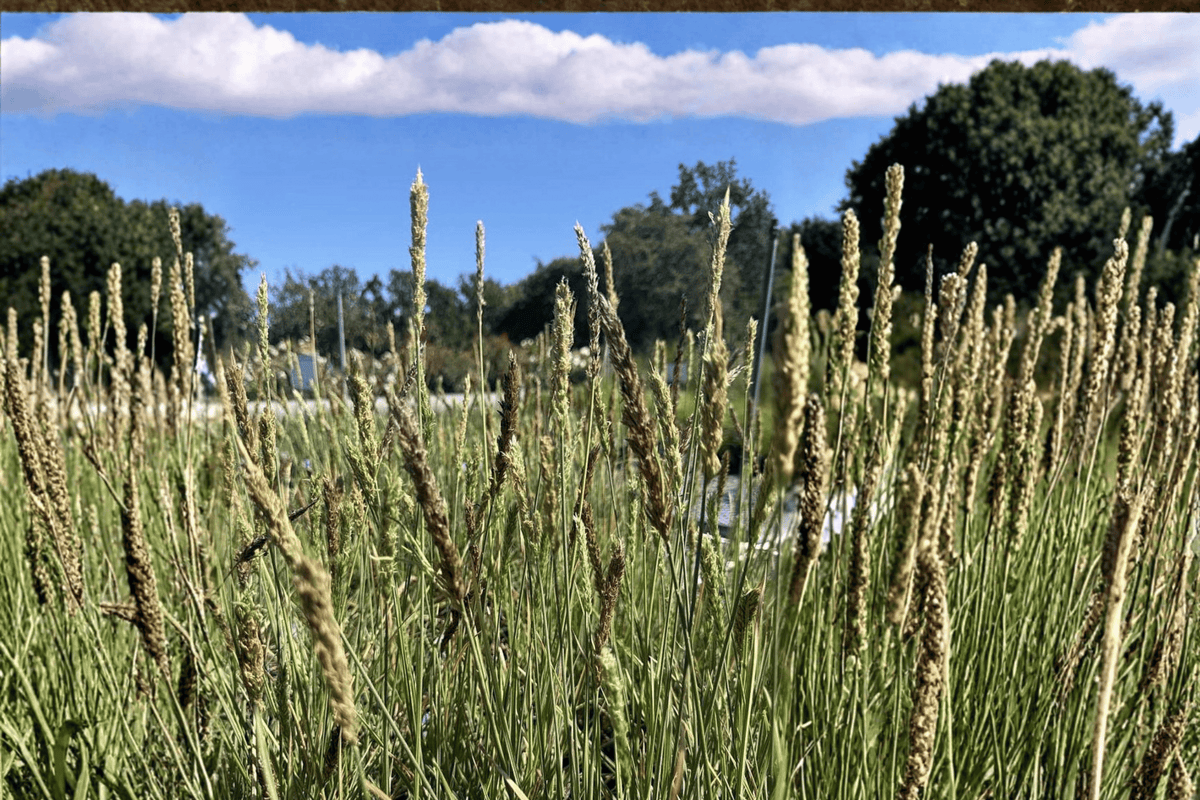 Campo de Azul Blue Moor Grass 1 Live Plant – 4-Inch Pot – Sesleria ‘Campo de Azul’