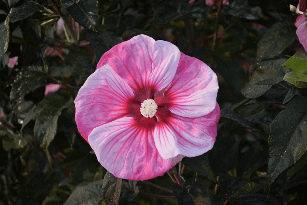 Cherry Choco Latte Hibiscus 1 Live Plant, 2 Gallon – Hibiscus ‘Cherry Choco Latte’