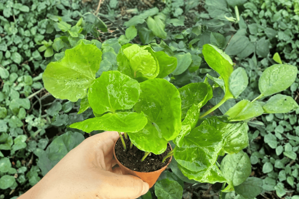 Arabica Coffee 2 Live Starter Plants – 2-Inch Nursery Size – Coffea arabica