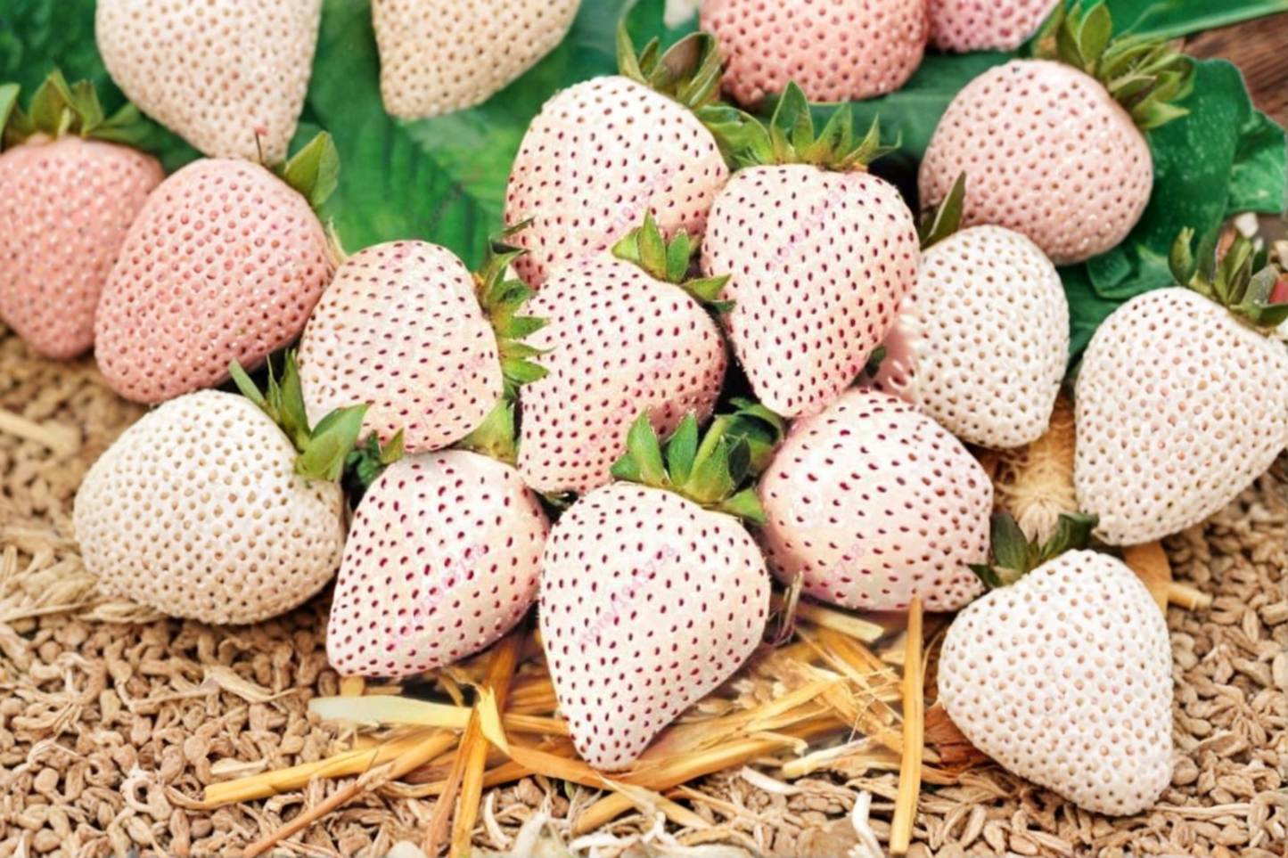 Carolina Pineberry White Strawberry Seeds Rare Berry Plant 100 Seeds for Garden and Container Growing