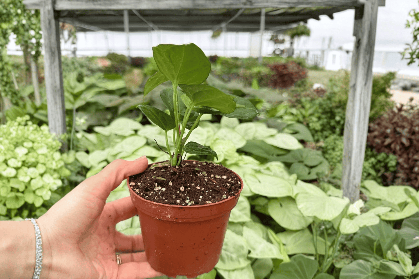 Anthurium Xone x Goliath 2 Exact Live Plants – 4-Inch Pots – Anthurium Hybrid