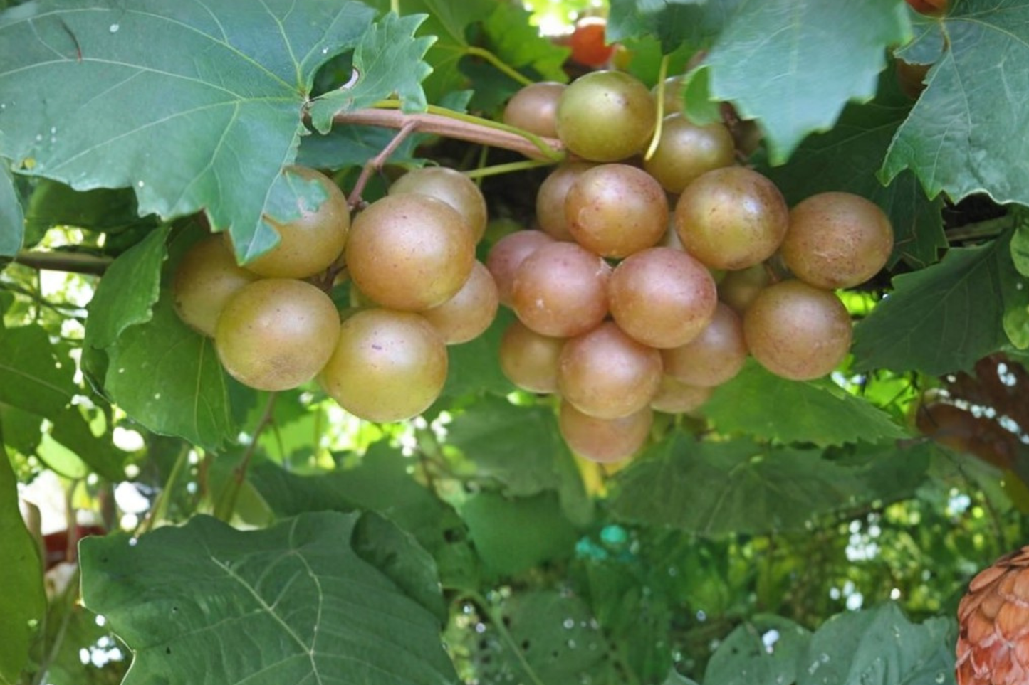Early Fry Muscadine Grape Vine Live Plant 1 Gallon Bronze Grape Vine for Backyard Vineyard Sweet Fruit Growing