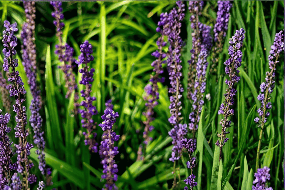 Royal Purple Lilyturf 1 Live Ornamental Perennial, 1 Gallon Pot – Liriope muscari ‘Royal Purple’