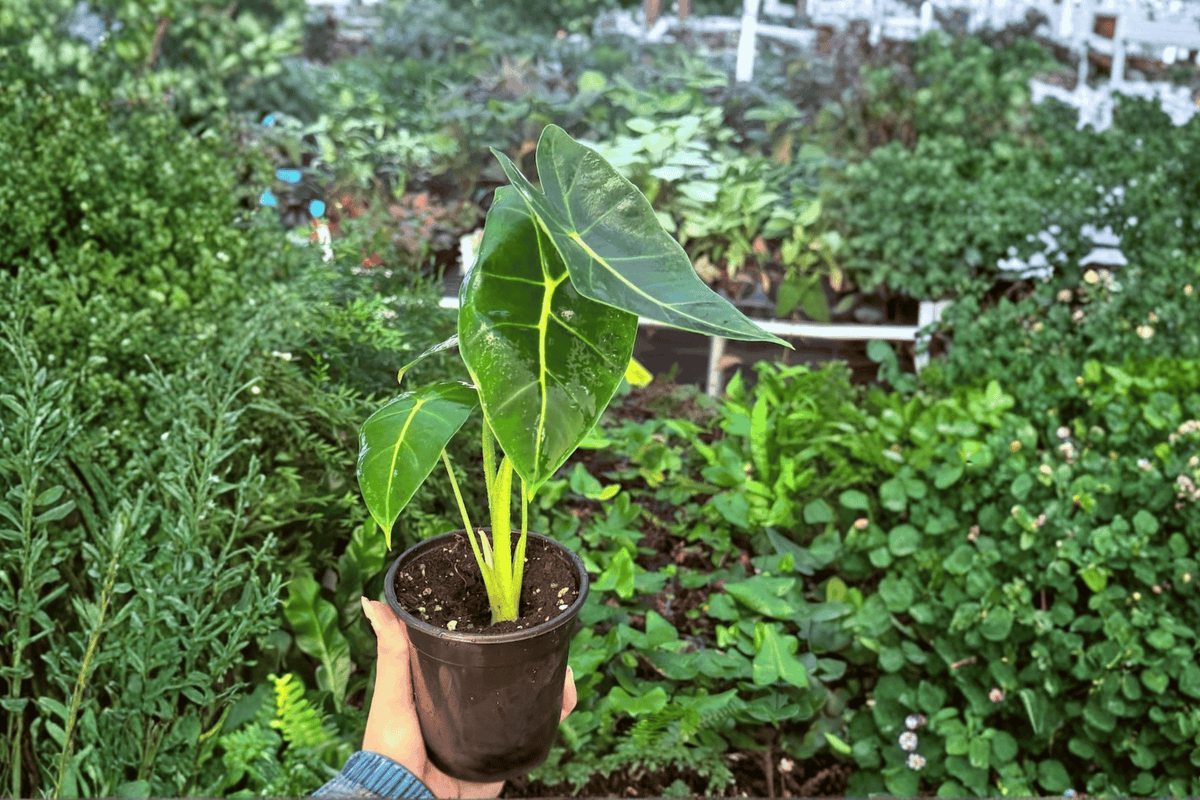 Variegated Alocasia Frydek 2 Exact Live Plants – Specific 4-Inch Pots – Alocasia micholitziana ‘Frydek’