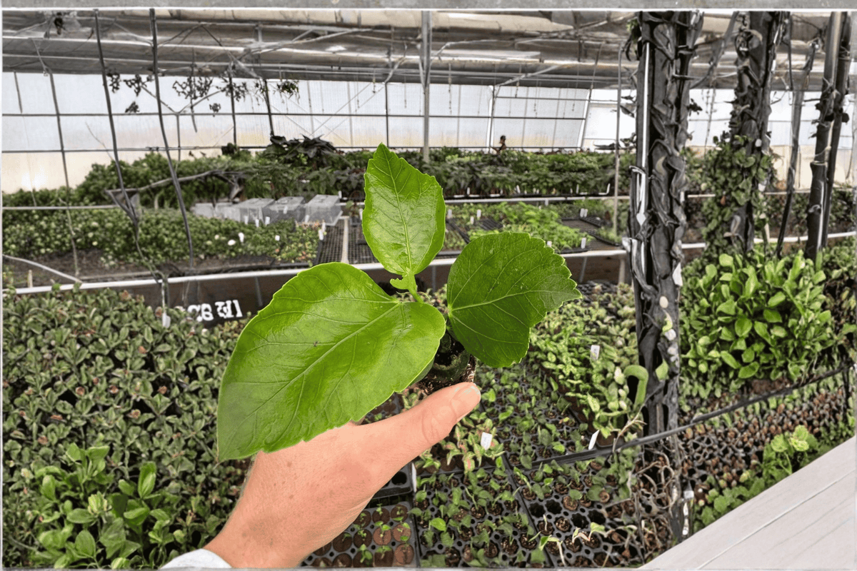2 Quasar Hibiscus Starter Plants – Bare Root Live Hibiscus
