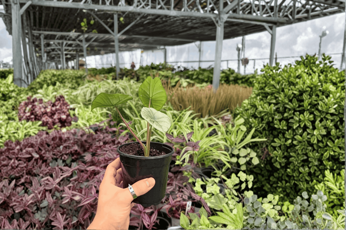 Alocasia Platinum ‘Bisma’ 2 Exact Live Plants – 4-Inch Pots
