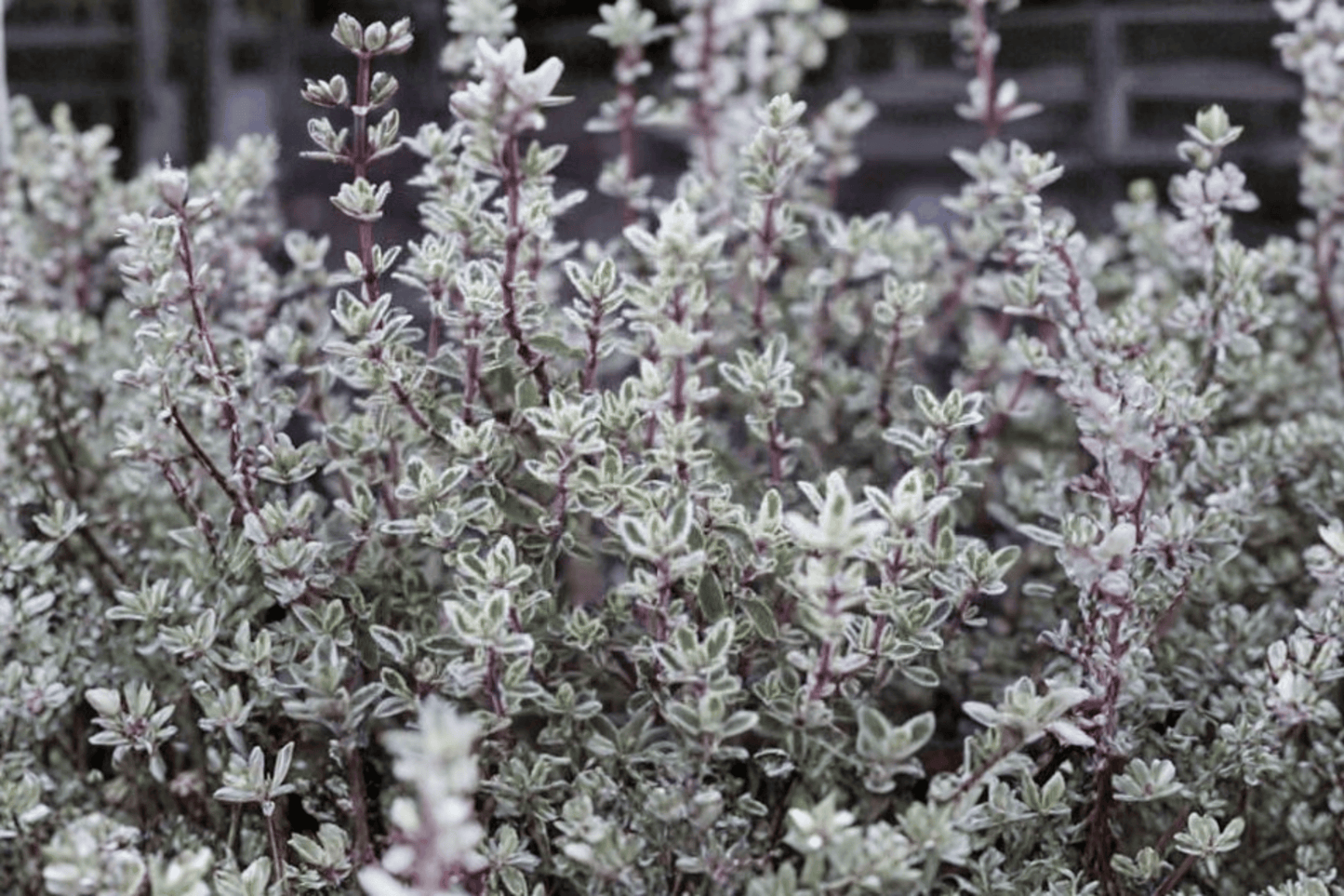 Silver Posie Common Thyme 1 Live Plant – 4-Inch Pot – Thymus vulgaris ‘Silver Posie’
