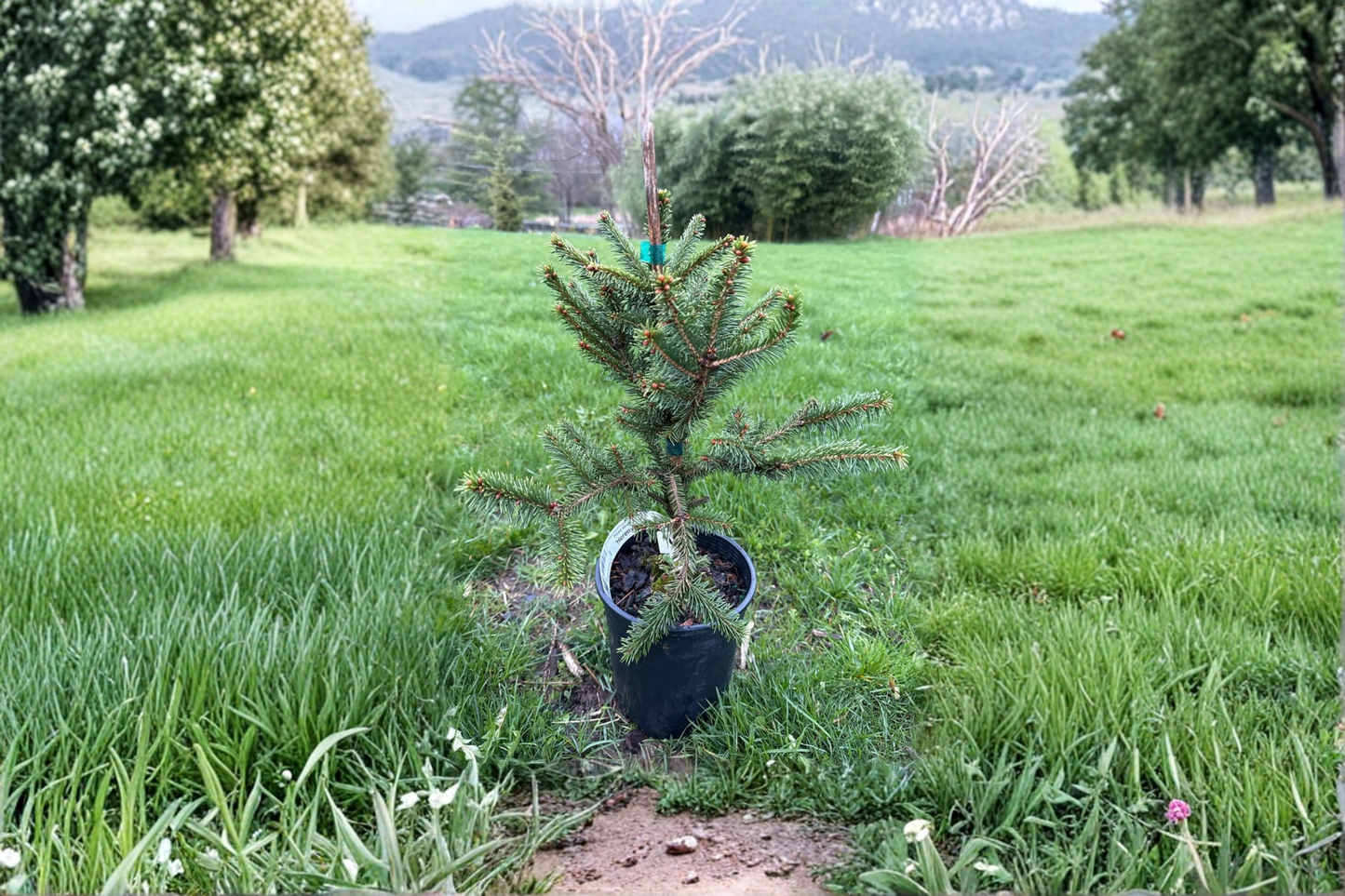 Norway Spruce Live Plant 1 Gallon Pot 10 Inch Tall – Picea abies Hereny Evergreen Tree Compact Garden Landscape Plant